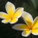 南国の花プルメリア